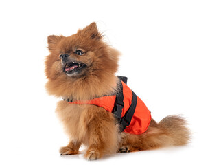 Sticker - pomeranian and life jacket in studio