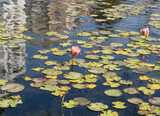 Fototapeta  - Fragment of an artificial urban pond with water lilies and a reflection of the sky and buildings on a sunny spring day