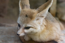 Portrait Of Fennec Fox  Relaxing On A Stone