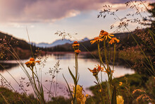 Yellow Wildflowers Near Lake In Colorado Rocky Mountains