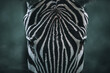 Zebra close-up, Plains zebra, Equus quagga, in the Savannah, natural habitat, Kenya, portrait