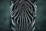 Fototapeta Zwierzęta - Zebra close-up, Plains zebra, Equus quagga, in the Savannah, natural habitat, Kenya, portrait