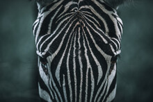 Zebra Close-up