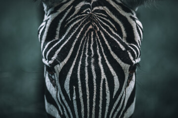 zebra close-up, plains zebra, equus quagga, in the savannah, natural habitat, kenya, portrait