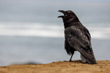 A Black Raven Sits On The Rocky Beach With Its Mouth Open And Waves In The Background
