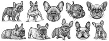 Vintage Engrave Isolated French Bulldog Set Illustration Ink Sketch. Puppy Background Dog Art