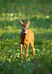 Wall Mural - Roe deer, capreolus capreolus, approaching on grassland in summer sunlight. Male antlered mammal walking on meadow in vertical shot. Roebuck moving on field from front.