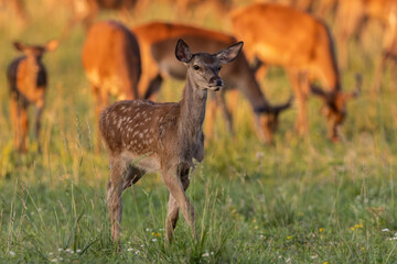 Wall Mural - Juvenile red deer, cervus elaphus, moving on pasture in golden hour. Young spoted mammal with herd in background. Baby animal with dots walking on meadow in sunset.