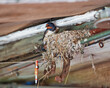 A swallow in a nest under the roof of an old village house.