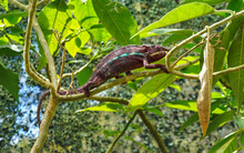 Dark Brown Or Purple Parson's Chameleon - Calumma Parsonii - Walking On Tree Branch, Green Leaves Around