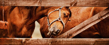 Portrait Of A Bay Horse Standing Behind Wooden Fence In A Paddock On A Farm. Agriculture And Livestock. Equestrian Life.