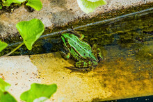 Green Frog On The Edge Of The Water Reservoir In The Rays Of The Summer Sun
