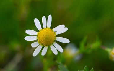 Wall Mural - Camomile close-up shot on a green background. Meadow of white Chamomile flowers in the morning sun close up. Herbal medicine.