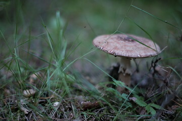 Wall Mural - Toadstool (Amanita pantherina) mushroom in the forest. Beautiful and poisonous mushroom amanita pantherina