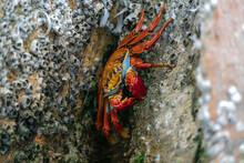 Red rock crab hiding in the crevices of the reef (Grapsus grapsus)
