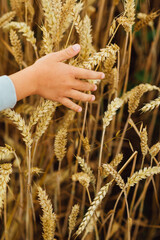 child's hand is touching spikelets of wheat on the field, in the countryside, vertical