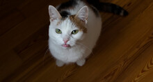 Cute Chubby Tricolor Cat Sitting On The Floor With Tongue Hanging Out Close Up