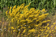 Echtes Labkraut (Galium verum, lady's bedstraw) in Blüte am Rand eines Maisfelds