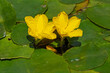 Blüten und Blätter der Europäischen Seekanne (Nymphoides peltata, fringed water lily)