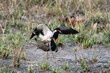 Red-wattled Lapwing, Vanellus indicus, two birds mating in India
