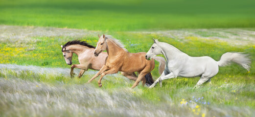 Horses free run gallop in meadow