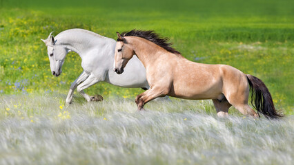 Wall Mural - Horse herd run free in stipa field