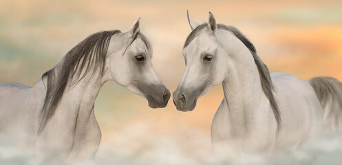 Wall Mural - Grey arabian horses portrait