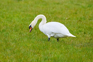 Wall Mural - Mute swan eating grass on a field (Cygnus olor)