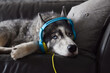 © Julia - Husky dog in headphones lying relaxing on a couch