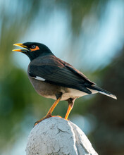 A Shot Of A Myna Bird Sitting On Stone At Sunset On An Out Of Focused Background.