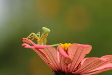 Grasshopper On Flower