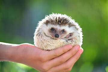 Human hands holding little african hedgehog pet outdoors on summer day. Keeping domestic animals and caring for pets concept