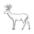 tailed deer drawing