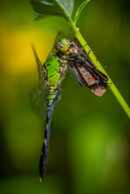 A Juvenile Male Eastern Pondhawk (Erythemis Simplicicollis) Dragonfly Feasts On A Small Butterfly. Raleigh, North Carolina.