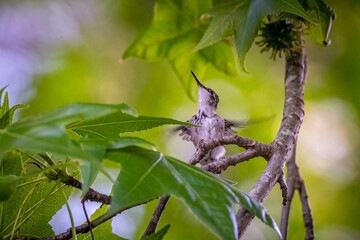Wall Mural - A Ruby-throated Hummingbird (Archilochus colubris) fledgling flaps its tiny wings on a limb moments ater leaving the nest. Raleigh, North Carolina.