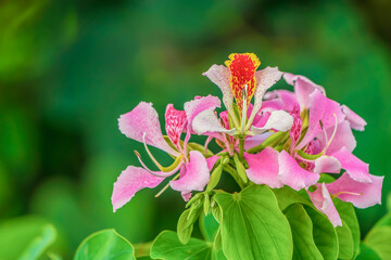 Bauhinia monandra (orchid tree)