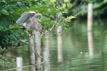Black Crowned Night Heron In A Forest