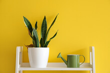 Snake Plant And Watering Can On Shelf Near Yellow Wall