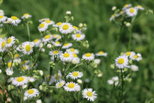 Erigeron Annuus. Close-up Of Wild White And Yellow Daisies On A Sunny Day, Also Called Fleabane Daisy