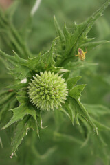 Green blossom of Echnops in the flowerbed. Globe thistles plant in bloom on summer