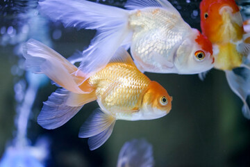 Goldfish at aquarium fish,  from Asia.The goldfish on Chinese sign brings a prosperity and good luck. 