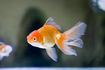 Goldfish at aquarium fish,  from Asia.The goldfish on Chinese sign brings a prosperity and good luck. 