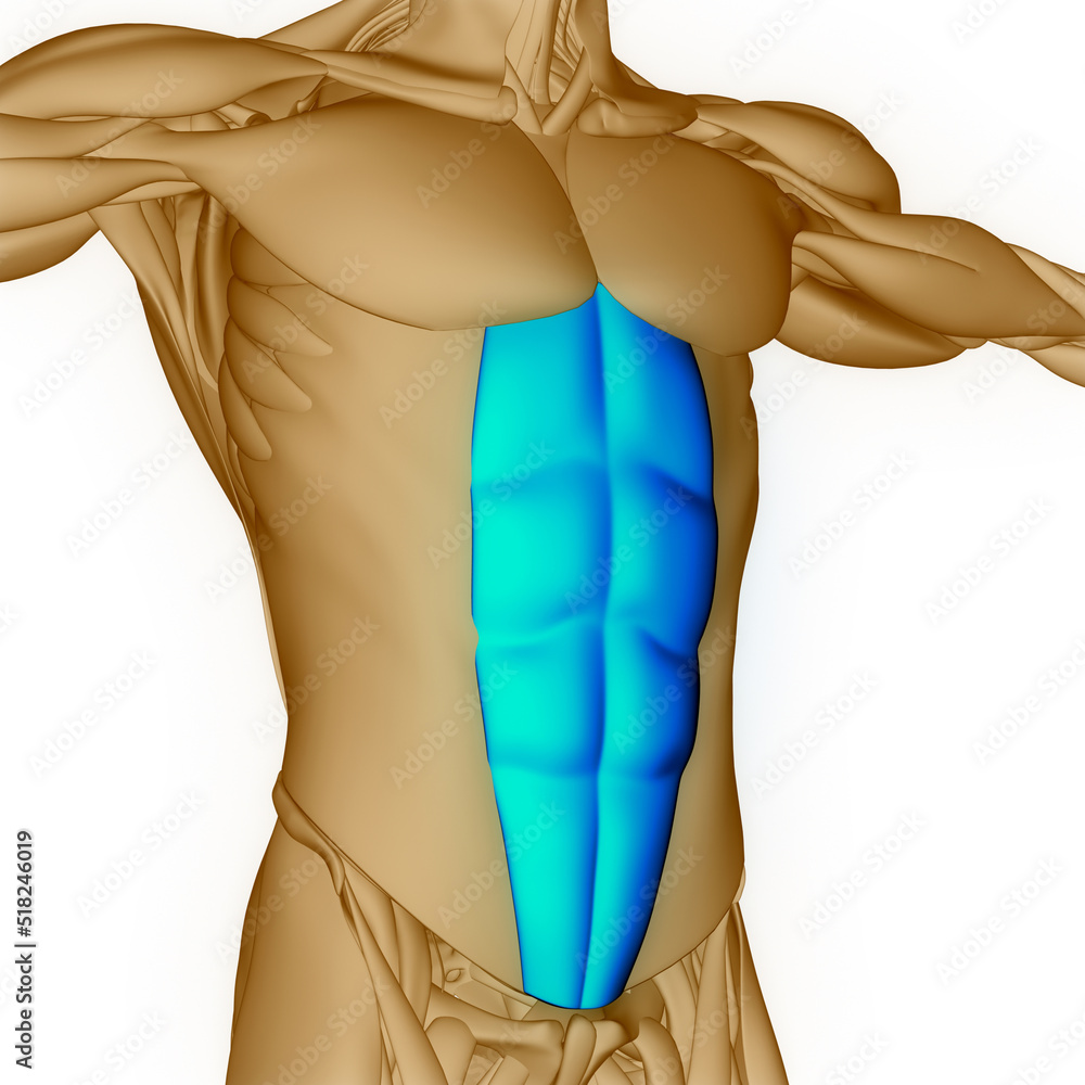 Human Muscular System Torso Muscles Rectus Abdominis Muscle Anatomy ...