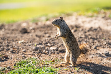 Wall Mural - California Ground Squirrel (Spermophilus beecheyi) stands on its hind legs.