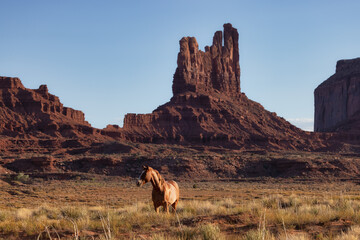 Wild Brown Horse in the desert with Red Rock Mountain Landscape in Background. Sunny Sunset Sky. Oljato-Monument Valley, Utah, United States.