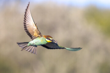 european bee-eater in flight against trees in pursuit of insects