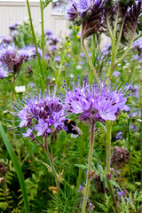 Bee on purple flowers Phacelia tanacetifolia close-up. Vertical photo of beautiful flowers.