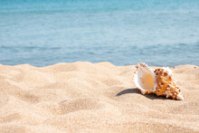 A Seashell On The Beach. A Seashell And A Sandy Beach On A Blurred Background Of The Sea. Conch Shell On Beach With Waves.