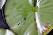 Seerosenblatt mit blauer Libelle