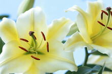  Close-up Of Yellow Lily On Blue Sky. Beautiful Yellow Asiatic Lily Opened. Daylily Bell Flower In Garden. Lilies Blooming. Summer Flower. Lilium Flower On Blue Background.  Valentines Day